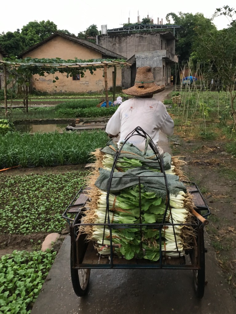 Farmer Transporting Vegetables